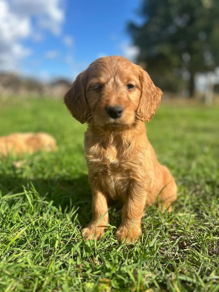Mooie medium goldendoodle pups!, Dieren en Toebehoren, Honden | Retrievers, Spaniëls en Waterhonden, Meerdere dieren, Golden retriever