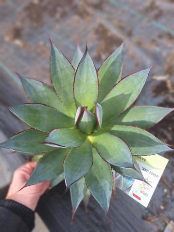Agave red edge