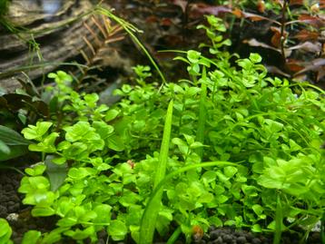 Aquarium planten beschikbaar voor biedingen