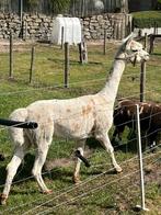 Appaloosa alpaca hengst