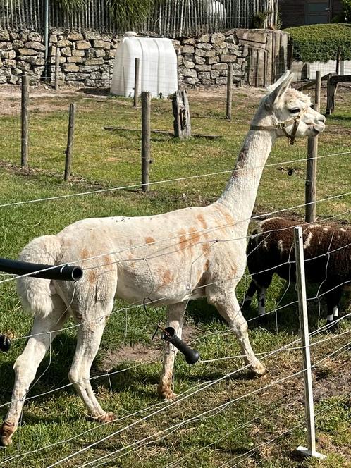 Appaloosa alpaca hengst, Dieren en Toebehoren, Overige Dieren