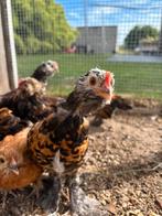 Ukkelse baardkriel haantjes, Dieren en Toebehoren, Mannelijk, Kip