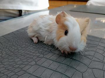 Cavia  beschikbaar voor biedingen