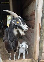 Stevige bonte geit met 2 witte lammetjes, Geit