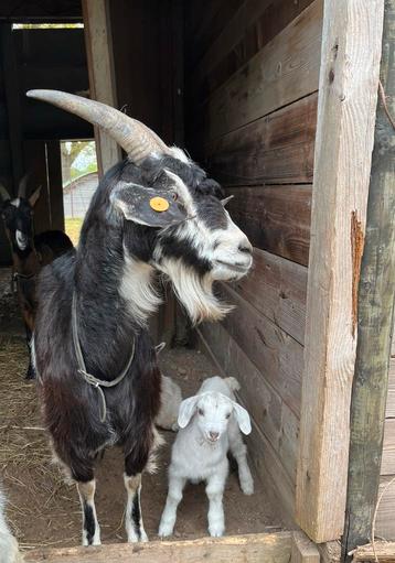 Stevige bonte geit met 2 witte lammetjes beschikbaar voor biedingen
