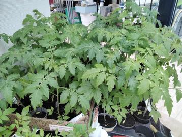 Biologische tomatenplanten (10+3 gratis) pompoen/marige/...
