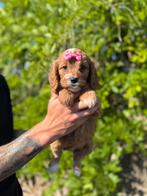 Prachtige cavapoo pups (cavalier king charles x dwergpoedel), België, Overige rassen, CDV (hondenziekte), 8 tot 15 weken
