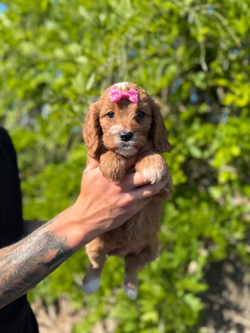 Prachtige cavapoo pups (cavalier king charles x dwergpoedel), Dieren en Toebehoren, Honden | Chihuahua's en Gezelschapshonden