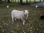 Schaap Jack zoekt thuis, Dieren en Toebehoren, Schapen, Geiten en Varkens, Schaap