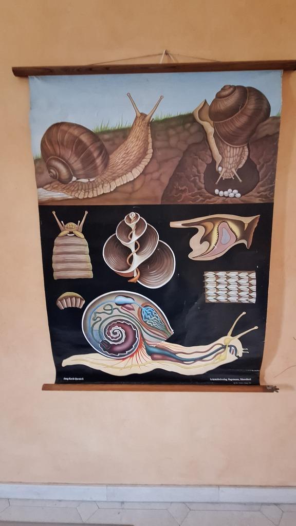 Oude schoolplaat 'De wijngaardslak', Antiek en Kunst, Antiek | Schoolplaten, Ophalen of Verzenden