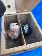 Jonge duiven te reserveren zelf ring brengen, Dieren en Toebehoren