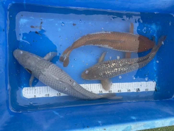 koi, Dieren en Toebehoren, Vissen | Vijvervissen, Karper of Koi