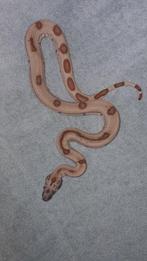 Boa Constrictor 0.1 super hypo jungle, Dieren en Toebehoren, Slang, Tam, 0 tot 2 jaar