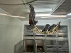grijze roodstaart papegaai HT -JONG- Gris du Gabon EAM, Dieren en Toebehoren, Vogels | Parkieten en Papegaaien, Meerdere dieren