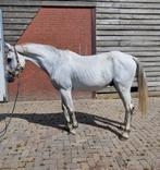 Super brave bwp ruin, Dieren en Toebehoren, Paarden, Gechipt, Ruin, 7 tot 10 jaar, 160 tot 165 cm
