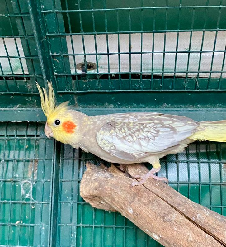 Geparelde Valkparkieten 04/08/‘25, Dieren en Toebehoren, Vogels | Parkieten en Papegaaien, Parkiet, Vrouwelijk