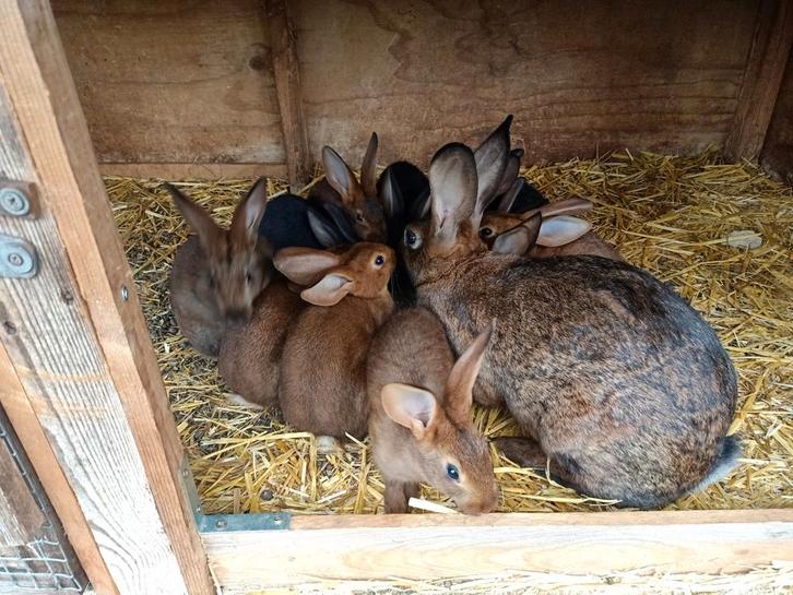 Jonge raszuiver belgische haas konijnen, Dieren en Toebehoren, Konijnen, Middelgroot, Meerdere dieren