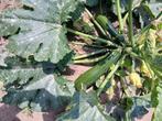 Courgette, Ophalen