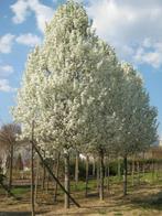 Sierpeerboom 'Chanticleer' ca. 350 cm, Volle zon, Lente, 250 tot 400 cm, Overige soorten