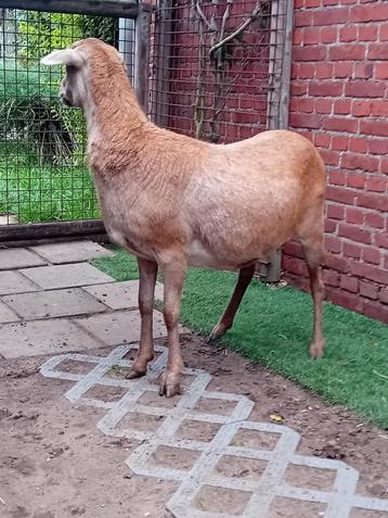 Nolana schaap ( zelfruiende schaap ) beschikbaar voor biedingen