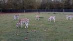 Damherten hindes tekoop, Dieren en Toebehoren