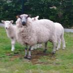 vrouwelijke schapen, ooien, Animaux & Accessoires, Moutons, Chèvres & Cochons