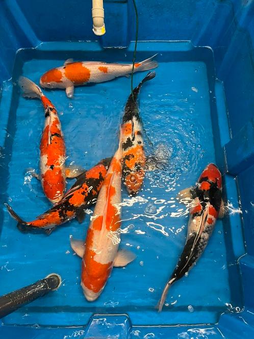 Jumbo xxl Japanse koi’s., Dieren en Toebehoren, Vissen | Vijvervissen