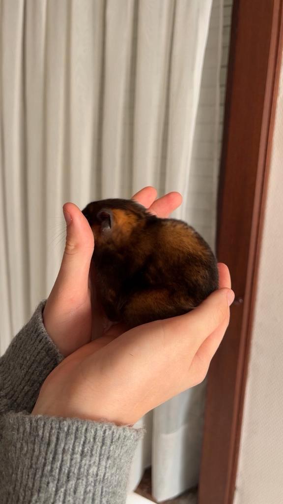 Goudhamster mannetje, Dieren en Toebehoren, Knaagdieren, Mannelijk, Hamster, Oktober, Tam