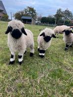 2 hele mooie ramlammetjes walliser schwarznase te koop, Dieren en Toebehoren, Mannelijk, Schaap, 0 tot 2 jaar