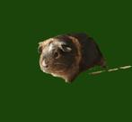 Mooie cavia beertjes, gratis op te halen, Cavia, April, Mannelijk, Tam