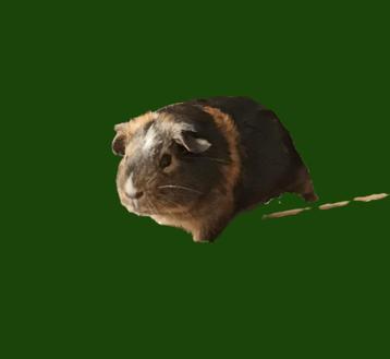 Mooie cavia beertjes, gratis op te halen beschikbaar voor biedingen