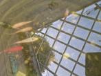 Koi's en goudvissen (goudvissen al gereserveerd), Dieren en Toebehoren, Karper of Koi