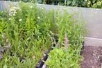 vaste planten, Ophalen, Vaste plant, Overige soorten