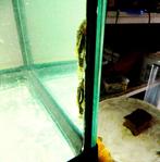 donkere ancistrus, Dieren en Toebehoren