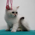 Prachtig Colorpoint kitten - Britse Korthaar, Dieren en Toebehoren, Kater, Gechipt, 0 tot 2 jaar