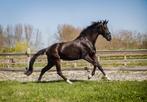 4jarige dressuurgefokte zwarte ruin, Dieren en Toebehoren, Paarden, Gechipt, Ruin, Dressuurpaard, Onbeleerd