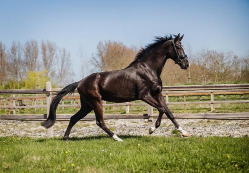 4jarige dressuurgefokte zwarte ruin, Dieren en Toebehoren, Paarden, Ruin, Onbeleerd, 170 tot 175 cm, 3 tot 6 jaar, Dressuurpaard
