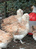 BROEDEIEREN DUITSE FAVEROLLES  zalmkleurig(pas in maart 2026, Poule ou poulet