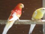 koppel roodruggen, Meerdere dieren, Parkiet, Geringd