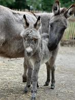 Mini ezel merrie miniatuur ezel, April, Vrouwelijk