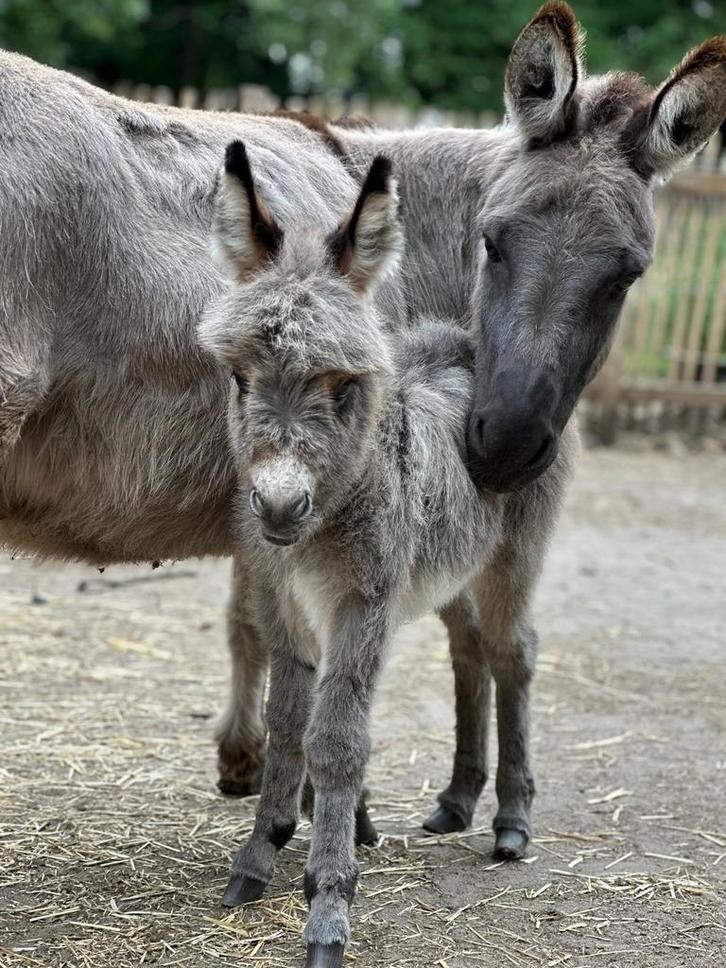 Mini ezel merrie miniatuur ezel, Dieren en Toebehoren, Overige Dieren, Vrouwelijk, April
