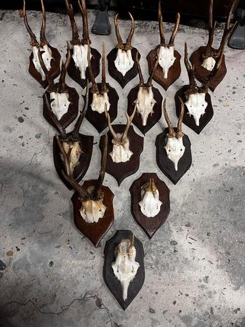 Lot van 15 geweien beschikbaar voor biedingen