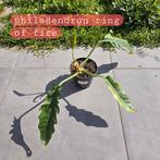 Philodendron ring of fire, Ophalen