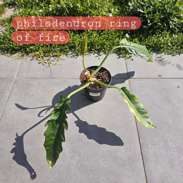Philodendron ring of fire beschikbaar voor biedingen