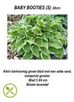 hosta opruimprijsjes, Overige soorten, Vaste plant, Ophalen of Verzenden, Halfschaduw