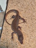 magnifique varanus acanthurus red ackie Bébé de 2025, Dieren en Toebehoren, Reptielen en Amfibieën, Hagedis, 0 tot 2 jaar