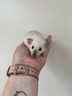 Siameese rat donkeroog dumbo vrouw, Rat