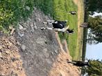 Geiten, Dieren en Toebehoren, Geit, 0 tot 2 jaar