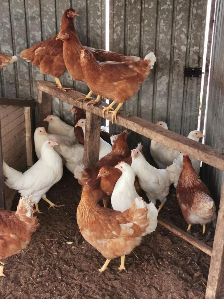 bruine legkippen, Dieren en Toebehoren, Pluimvee, Kip