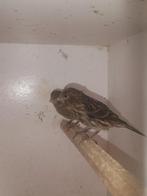 Kanaries, Dieren en Toebehoren, Meerdere dieren, Zangkanarie